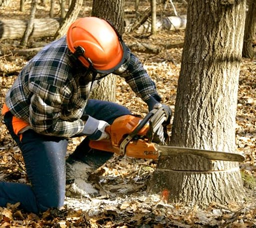Tree Removal in Montebello, VA